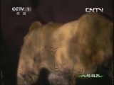人与自然 《人与自然》 20130625 玛拉玛拉的抗争——恐怖森林