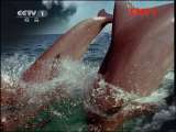 人与自然 《人与自然》 20110930 自然发现——大奥的故事