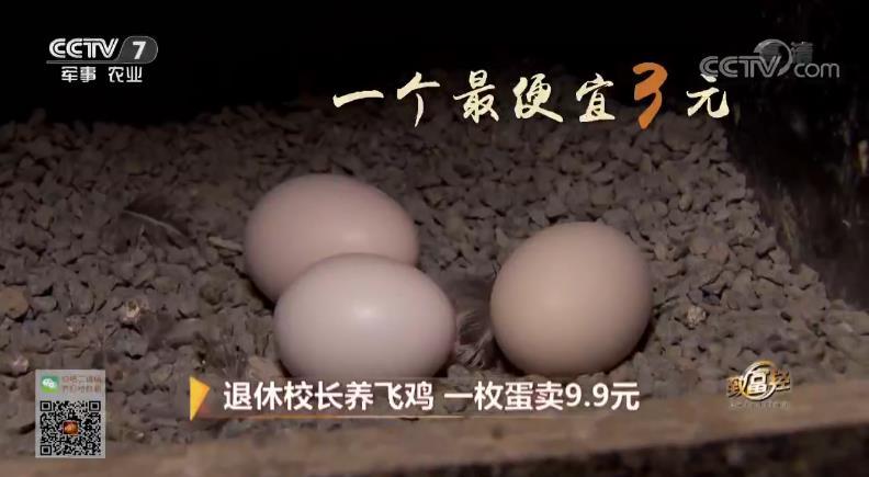 致富经 [致富经]退休校长养飞鸡 一枚蛋卖9.9元 20181107