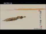 动物世界 动物世界 2010年 第141期