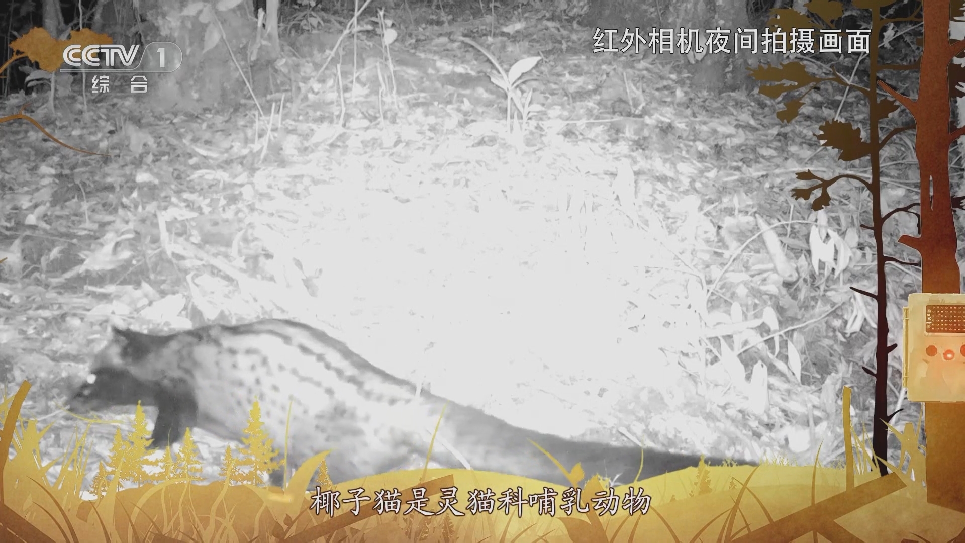 秘境之眼 《秘境之眼》 椰子猫 20231110