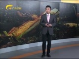 新闻夜总汇 《新闻大通道》 20160125