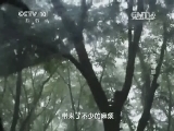 走近科学 《走近科学》 20140916 探秘毒蛙