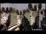 动物世界 动物世界 2010年 第225期