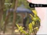 生财有道 小虫抵万金