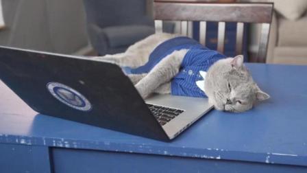 猫男AaronsAnimals 第一季 面对隔壁社交花 单身喵感觉遭受到了1万点真实伤害 27