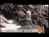 天网 天网 2010年 第200期 警犬本色