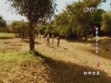 动物世界 《动物世界》 20160729 捕猎者成为猎物·犀牛