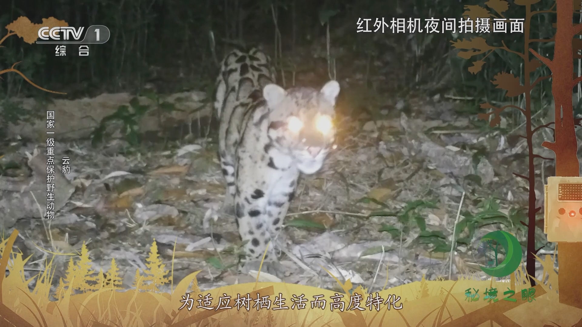 秘境之眼 《秘境之眼》 云豹 20230902