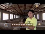 致富经 《致富经》 20150717 非要在天津养湖南土猪的人