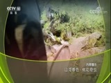 地理中国 《地理中国》 20180219 山河春色·桃花奇虫