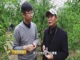 生财有道 《生财有道》 20161103 咱们家乡有特产（秋收系列）——山东沾化：品质 品牌 品冬枣