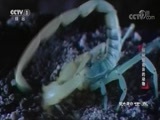 动物世界 《动物世界》 20170916 探秘最诡异的动物