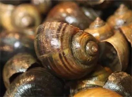 新闻大求真 吃福寿螺会导致寄生虫入脑吗？