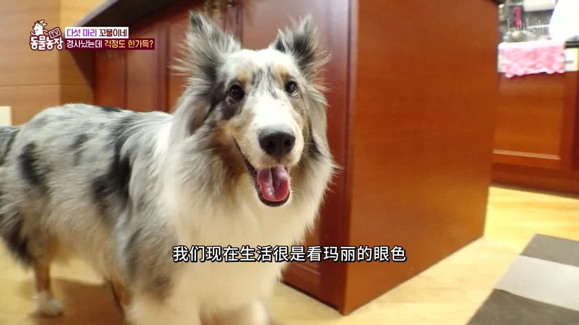 狗狗玛丽