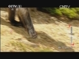 动物世界 《动物世界》 20140915 狒狒魔盗团-夺宝奇兵