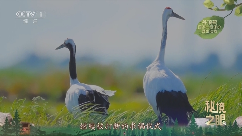 秘境之眼 《秘境之眼》 丹顶鹤 20250716
