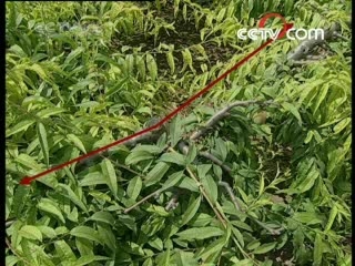芝麻开门【央视】 桃树一边倒
