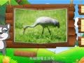 看图识物 鸭 鹤 驴