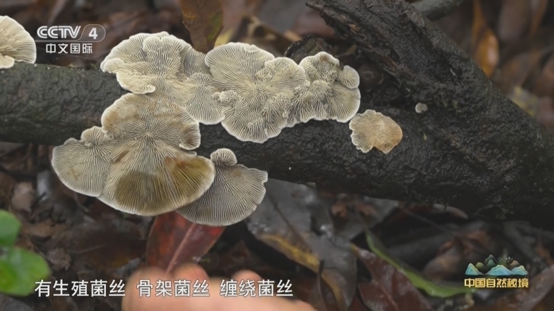 远方的家 《远方的家》 20250908 中国自然秘境 若水乌蒙 生生不息