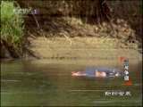 动物世界 动物世界 2010年 第195期