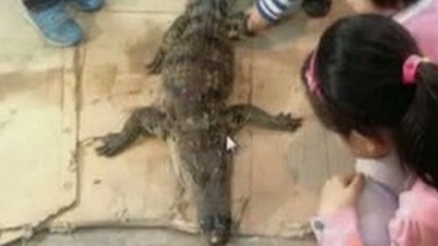 小强热线 小强热线20150326