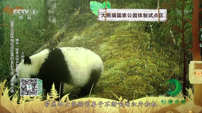 《秘境之眼》 大熊猫/雪豹/川金丝猴/白唇鹿/棕熊 20211003