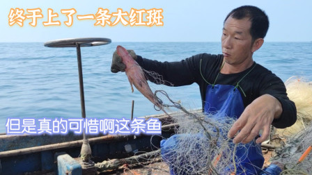 南澳岛赶海日记 彪哥捕获值钱的大红斑，这种石斑一斤要600元，但是可惜这条鱼了