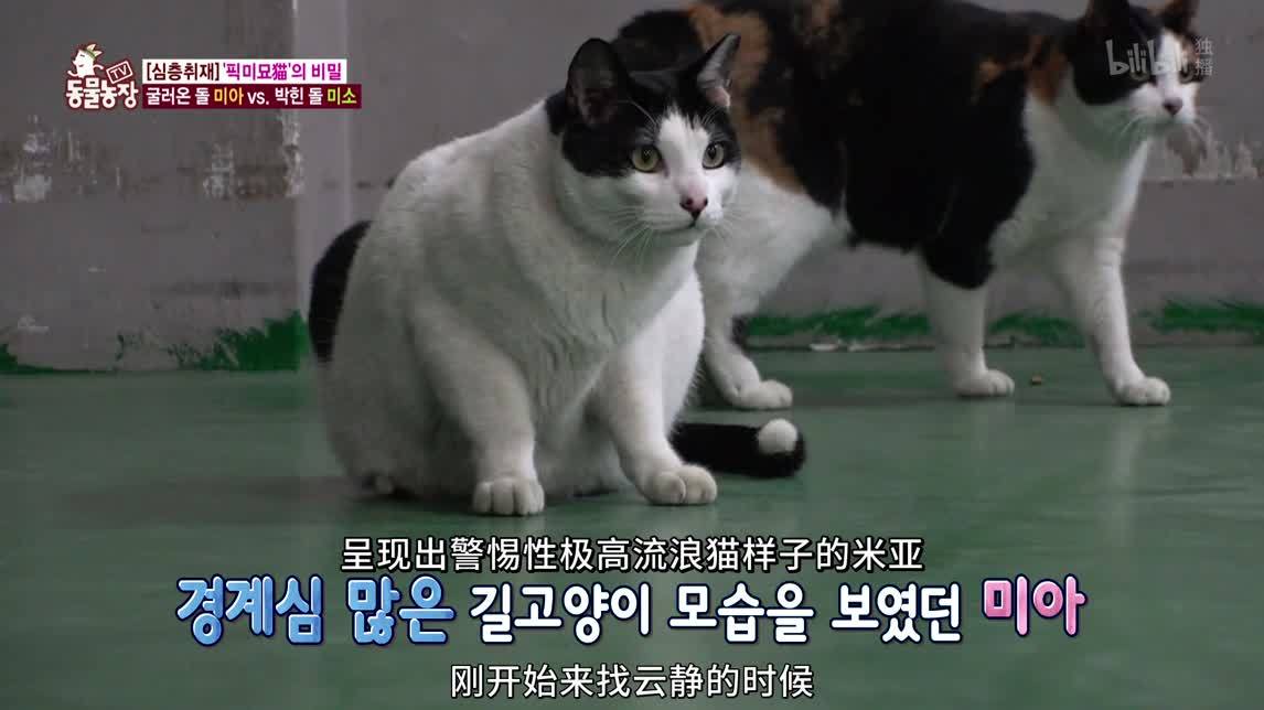 动物农场2020 地狱之火