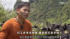 致富经 [致富经]打工多年无积蓄 借来四万发羊财 20160805