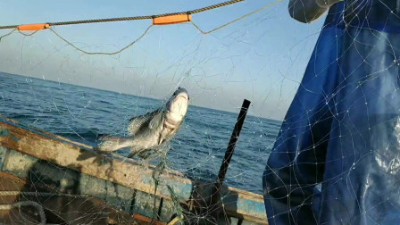 南澳岛赶海日记 赶海小伙外海新发现捕鱼好海域，狂撒5千米网，遇到鱼群大赚一笔
