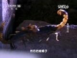 走近科学 《走近科学》 20150716 毒蝎传奇