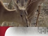 动物世界 《动物世界》 20170914 草原英雄母亲（三）