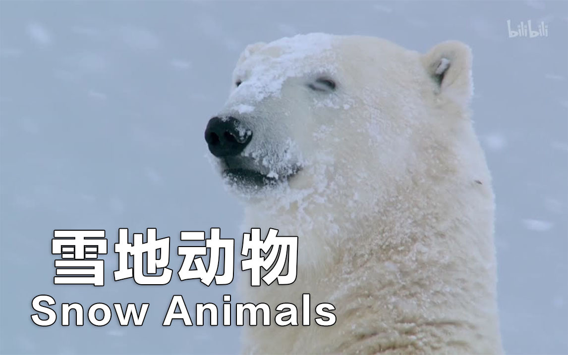 雪地动物
