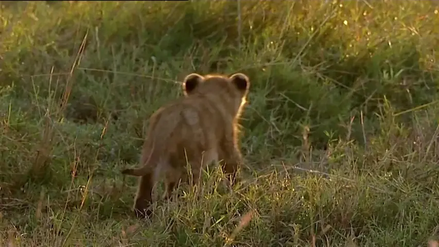 《大猫日记第六季》第1集