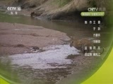 自然传奇 《自然传奇》 20170322 狂野大猫日记