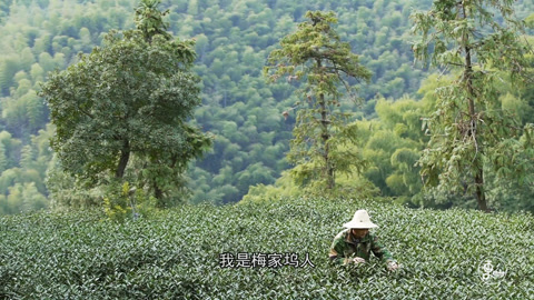 更杭州 更杭州│卢新的茶事