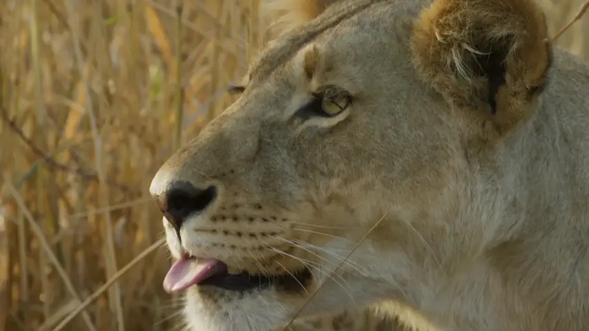 《塞伦盖蒂》第2集