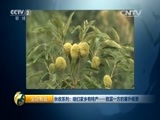 生财有道 《生财有道》 20151022 秋收系列：咱们家乡有特产——致富一方的塞外板栗