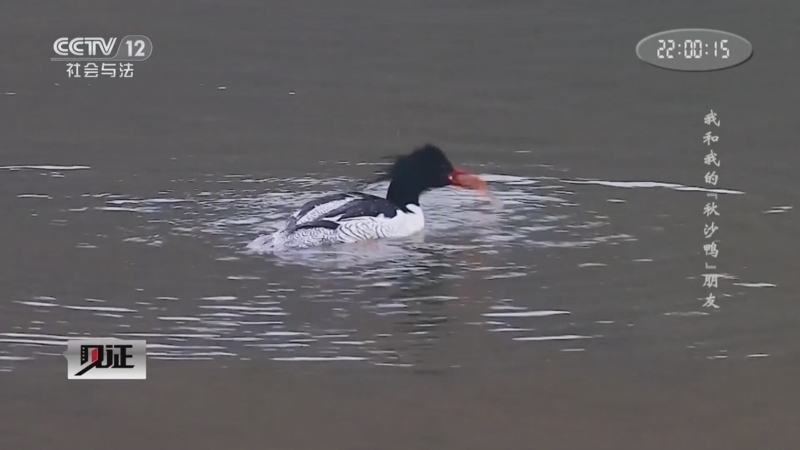 《见证》 20260201 我和我的“秋沙鸭”朋友