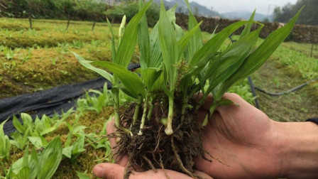这种植物被农民当做“摇钱树”种植，价值200元1斤