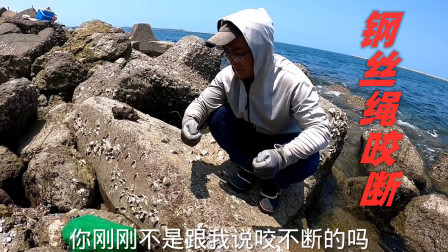 思乡渔夫赶海 渔夫拿钢丝绳钓石鳗，被大货一口咬断钢丝绳，感觉智商不够用了