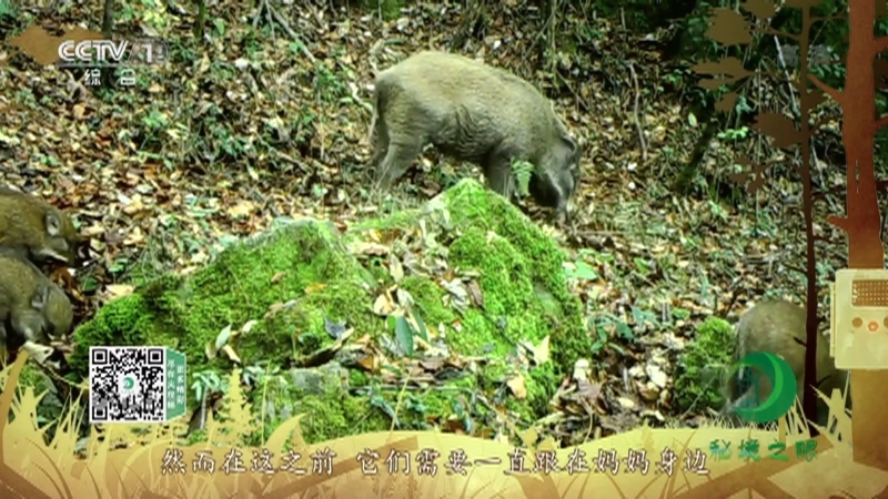 《秘境之眼》 野猪 20210126