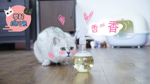 举起爪儿来 DIY宠物除味喷雾
