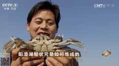 致富经 [致富经]阳澄湖蟹状元是如何炼成的 20161130