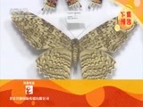 远方的家 《远方的家》 20150717 特别节目——暑假去游学（4）