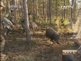 生财有道 《生财有道》 20130708 与动物亲密接触——放猪归山 财富滚滚