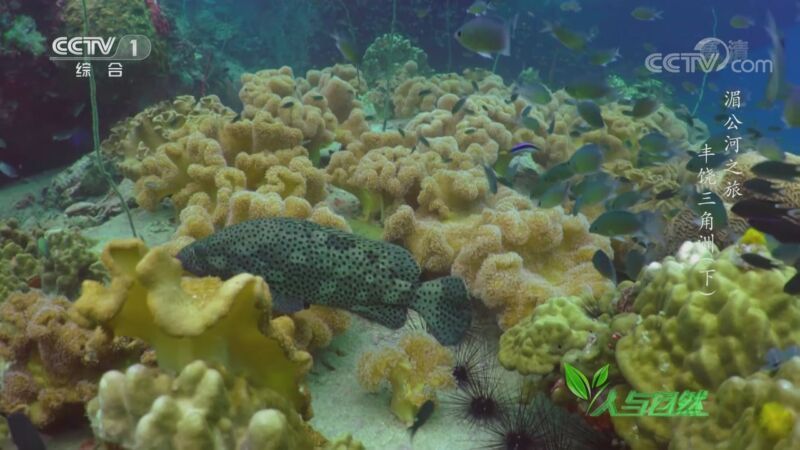 人与自然 《人与自然》 20201004 湄公河之旅——丰饶三角洲（下）