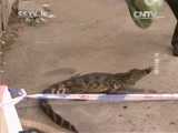 走近科学 《走近科学》 20150129 不速之客