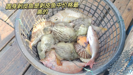 南澳岛赶海日记 彪哥连续外海捕鱼，抓到了这种圆身剥皮鱼，是剥皮鱼最贵的一种